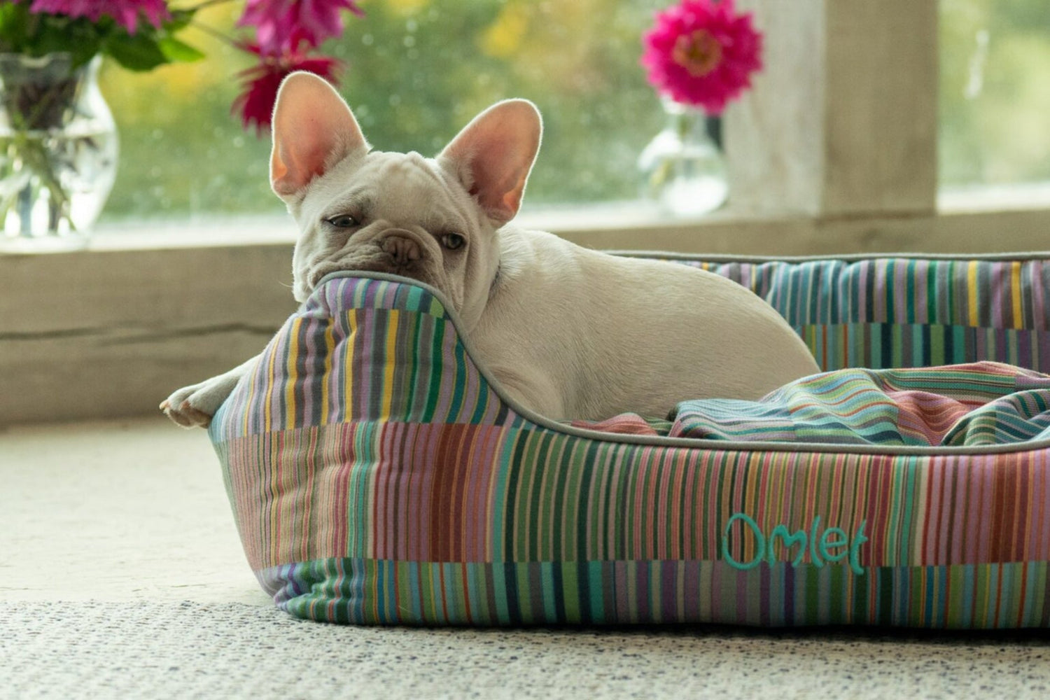 Bouledogue-francais-couche-sur-la-niche-pour-chien