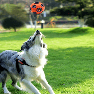 Balle pour chien - DogChewBall™ - Orange - Pattes Exclusives